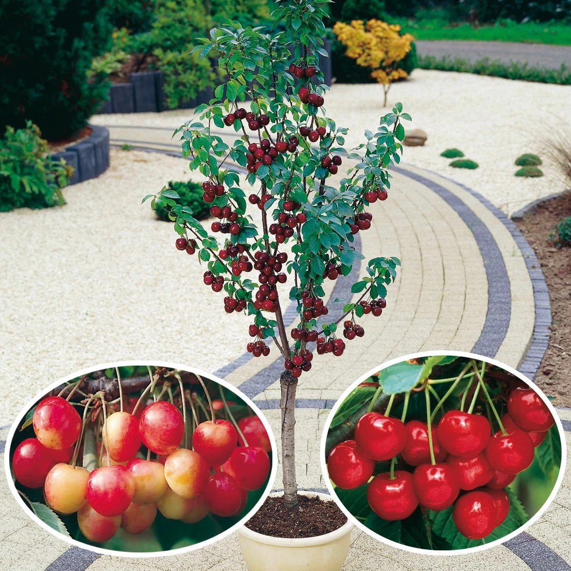 Collection De 3 Mini-Cerisiers : Burlat, Van, Napoléon 3 Collection De 3 Mini-Cerisiers : Burlat, Van, Napoléon