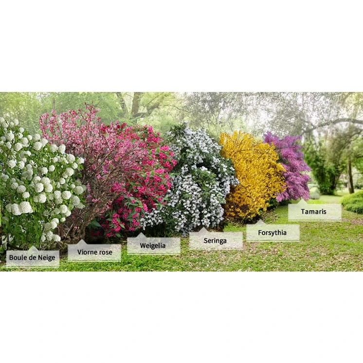 Collection Haie Des Quatre Saisons - 6 Arbustes 11 Collection Haie Des Quatre Saisons - 6 Arbustes – Image 9