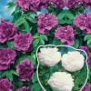 Collection De 2 Rosiers Botaniques -France Fournitures De Jardin Soldes 2024 col 103779 1