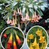 Collection De 3 Brugmansias : Rouge Et Or, Jaune, Rose -France Fournitures De Jardin Soldes 2024 col 103790 1