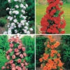 Collection De 4 Rosiers Arbustes : Shalom, Korbin, Westerland, Handel 2 Collection De 4 Rosiers Arbustes : Shalom, Korbin, Westerland, Handel -France Fournitures De Jardin Soldes 2024 col 103797 1