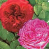 Collection De 2 Rosiers Floribunda : Red Leonardo Da Vinci Et Leonardo Da Vinci 1 Collection De 2 Rosiers Floribunda : Red Leonardo Da Vinci Et Leonardo Da Vinci -France Fournitures De Jardin Soldes 2024 col 103800 4