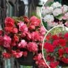 9 Bégonias Parfumées En Mélange -France Fournitures De Jardin Soldes 2024 col 103808 5