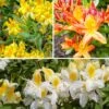 Collection De 3 Azalées De Chine : Orangé, Jaune, Blanche -France Fournitures De Jardin Soldes 2024 col 103811 4