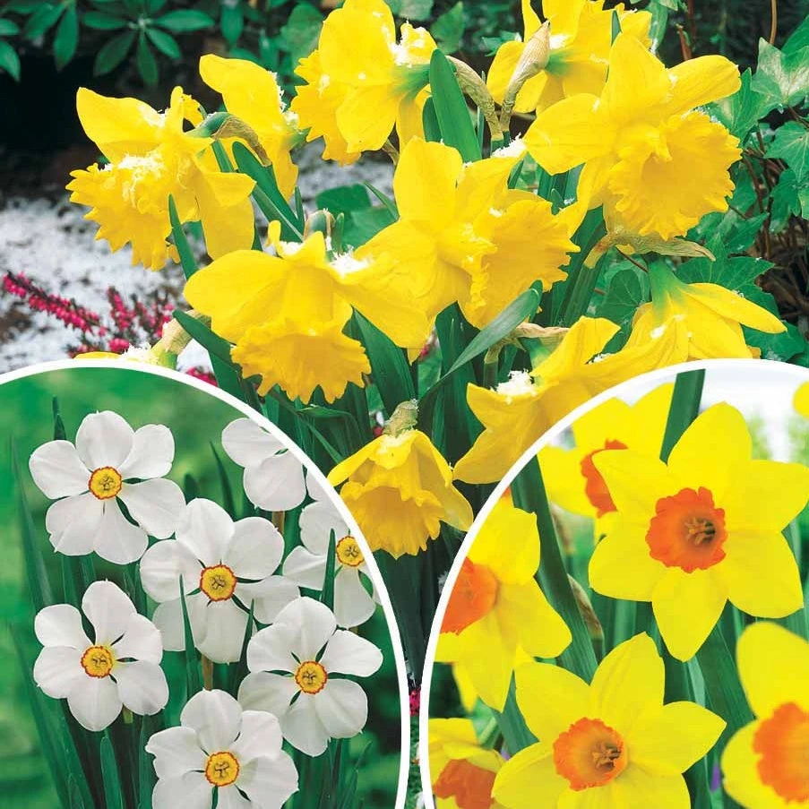 Collection De 30 Narcisses Fortune Et Rijnveld Early Sensation 3 Collection De 30 Narcisses Fortune Et Rijnveld Early Sensation