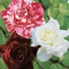 Collection De 3 Rosiers Buissons : Black Baccara, Candy Stripe, Helga 1 Collection De 3 Rosiers Buissons : Black Baccara, Candy Stripe, Helga -France Fournitures De Jardin Soldes 2024 col 103832 5