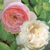 Collection De 2 Rosiers : Anglais Her's Ausgreen Et Ausgreen's Winne -France Fournitures De Jardin Soldes 2024 col 103835 4
