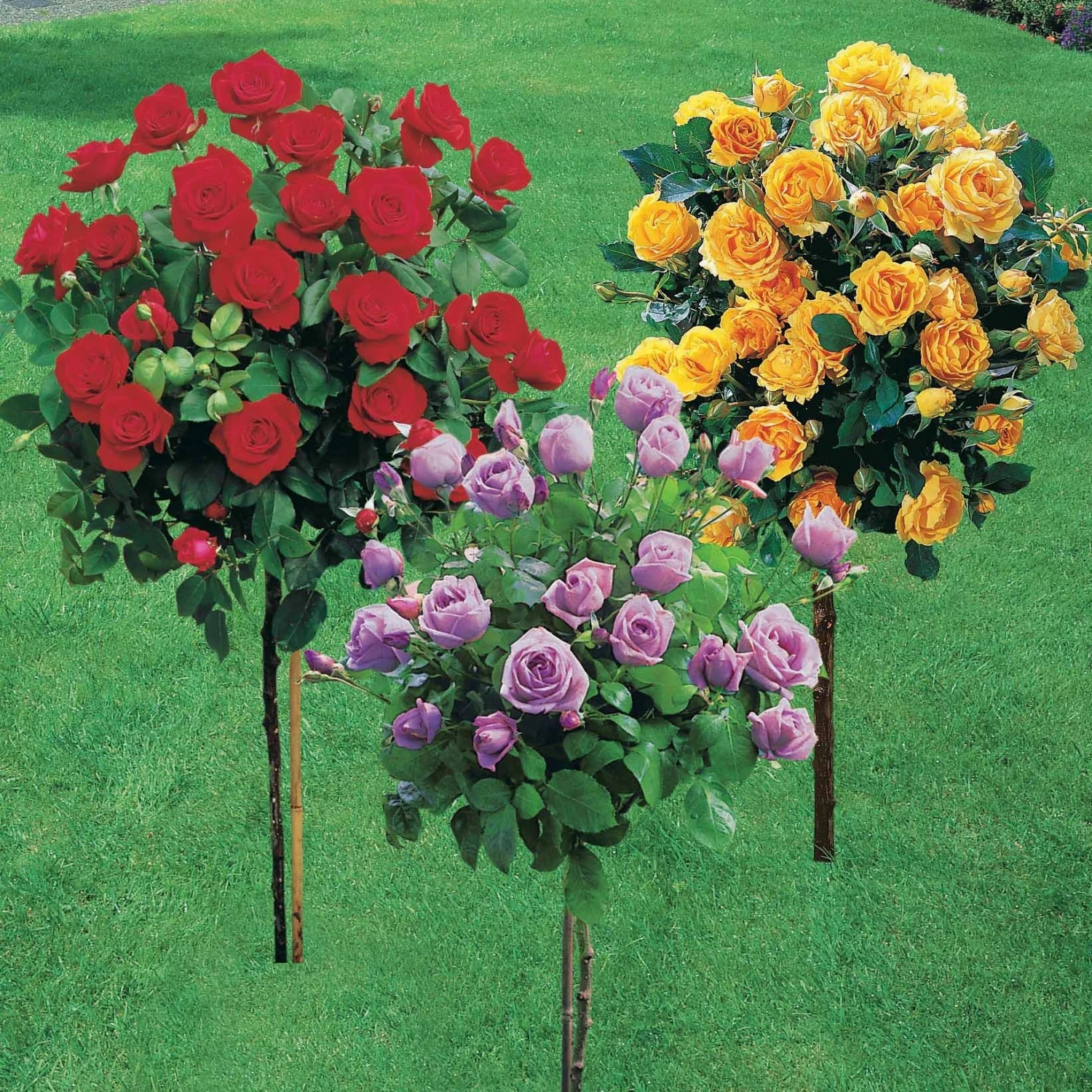 Collection De 3 Rosiers Tiges : Walztime, Sunsilk, Dame De Cœur 4 Collection De 3 Rosiers Tiges : Walztime, Sunsilk, Dame De Cœur – Image 2