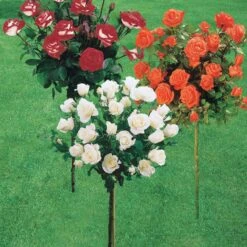 Collection De 3 Rosiers Tiges : Ramona, Korbin, Osiria 14 Collection De 3 Rosiers Tiges : Ramona, Korbin, Osiria -France Fournitures De Jardin Soldes 2024 col 103845 2