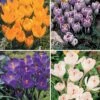 60 Crocus Blanc Violet, Jaune, Blanc, Violet En Mélange 1 60 Crocus Blanc Violet, Jaune, Blanc, Violet En Mélange -France Fournitures De Jardin Soldes 2024 col 103847 6