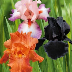 6 Iris De Jardin Noire, Orange, Rosé En Mélange