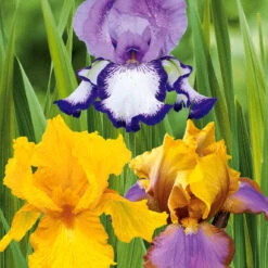 Collection De 6 Iris De Jardin : Lasso, Bordure, Sangreal