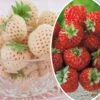 Collection De 4 Fraisiers Originaux -France Fournitures De Jardin Soldes 2024 col 103895 2