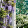 Collection De 3 Grimpantes : Jasmin, Glycine, Hortensia Grimpant 1 Collection De 3 Grimpantes : Jasmin, Glycine, Hortensia Grimpant -France Fournitures De Jardin Soldes 2024 col 103918 4