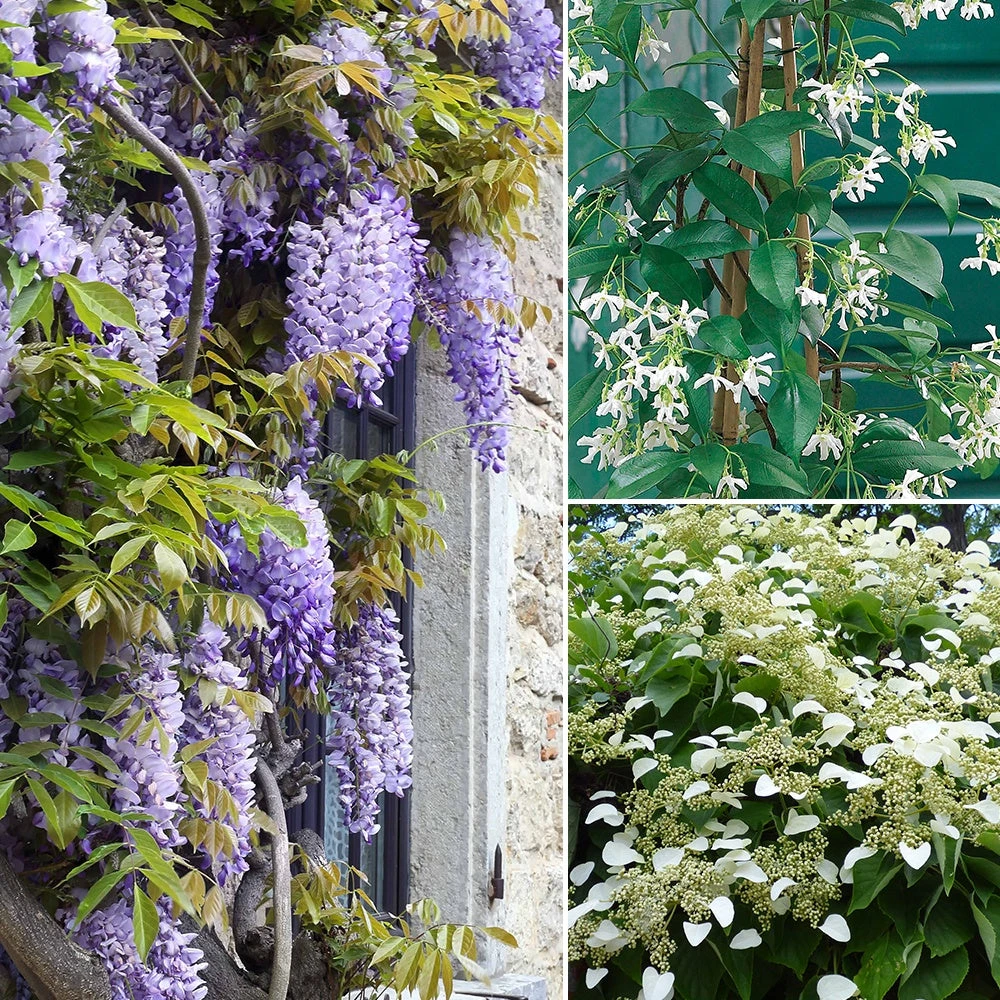 Collection De 3 Grimpantes : Jasmin, Glycine, Hortensia Grimpant 3 Collection De 3 Grimpantes : Jasmin, Glycine, Hortensia Grimpant
