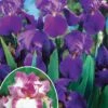 Collection De 6 Iris Remontants Autumn Encoree Et Lovely Again -France Fournitures De Jardin Soldes 2024 col 104016 4