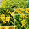 Collection De 11 Plantes Vivaces à Floraison Jaune -France Fournitures De Jardin Soldes 2024 col 104025 6
