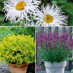 Collection De 12 Plantes Vivaces Pour Jardin Coloré