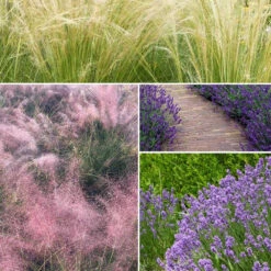 Collection De 6 Plantes Vivaces Pour Extérieur Moderne