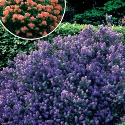 Collection De 2 Céanothes