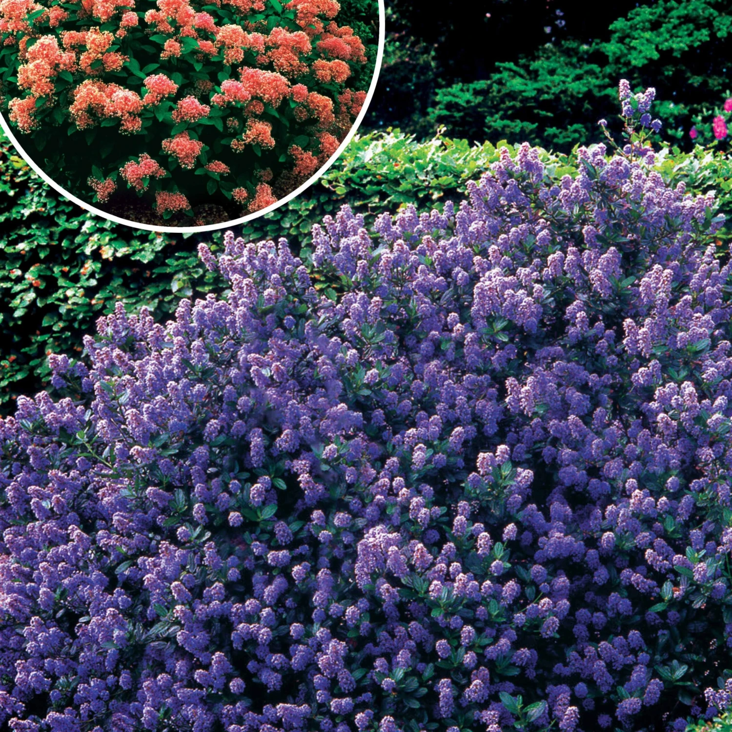 Collection De 2 Céanothes 3 Collection De 2 Céanothes