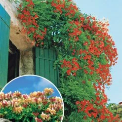 Collection De Bignone Et Chèvrefeuille