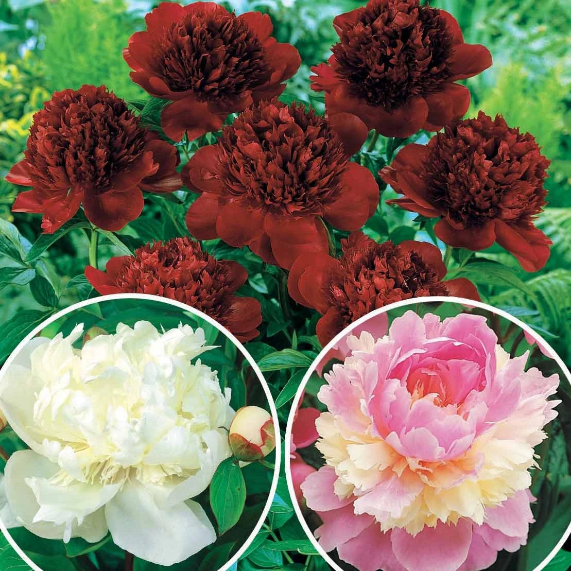 Mélange De 3 Pivoines : Immaculée, Sorbet, Red Charm 3 Mélange De 3 Pivoines : Immaculée, Sorbet, Red Charm