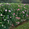 Haie De 5 Hibiscus De Jardin -France Fournitures De Jardin Soldes 2024 gap 62096 5 1705052872383