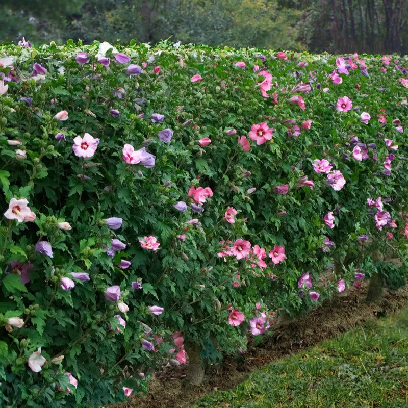 Haie De 5 Hibiscus De Jardin 3 Haie De 5 Hibiscus De Jardin