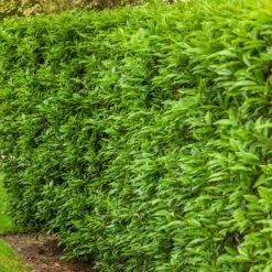 3 Lauriers Du Portugal Angustifolia