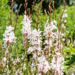 Gaura Blanche 10 Gaura Blanche -France Fournitures De Jardin Soldes 2024 hor 101002 3 1705484682523