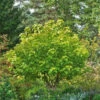 Catalpa Commun Aurea 2 Catalpa Commun Aurea -France Fournitures De Jardin Soldes 2024 hor 103253 1