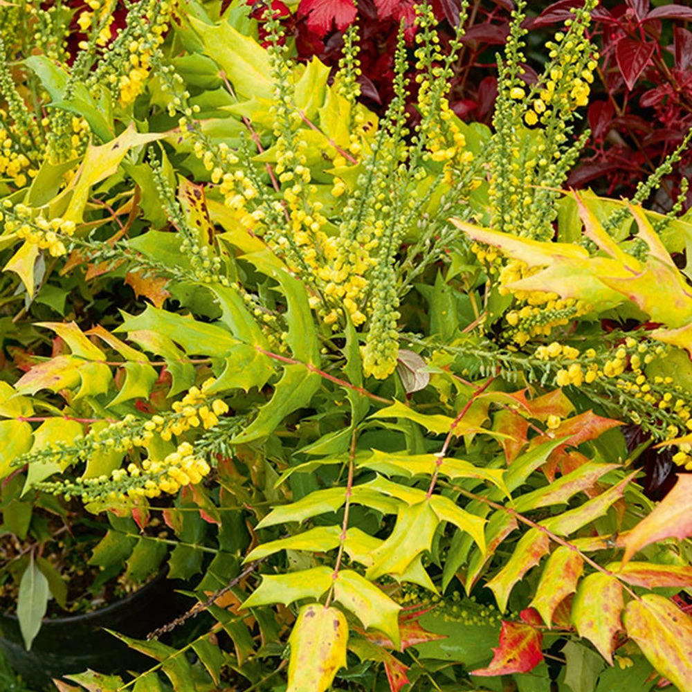 Mahonia Media Winter Sun 3 Mahonia Media Winter Sun