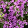 Bougainvillier Violet -France Fournitures De Jardin Soldes 2024 hor 103262 1