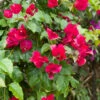 Bougainvillier Rouge -France Fournitures De Jardin Soldes 2024 hor 103263 1