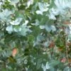 Eucalyptus Cinerea Silver Dollar 1 Eucalyptus Cinerea Silver Dollar -France Fournitures De Jardin Soldes 2024 hor 103417 1