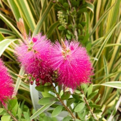 Callistemon Hot Pink - Rince-bouteille Rose 10 Callistemon Hot Pink - Rince-bouteille Rose -France Fournitures De Jardin Soldes 2024 hor 104607 2