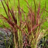 Herbe De Sang Red Baron 2 Herbe De Sang Red Baron -France Fournitures De Jardin Soldes 2024 hor 111551 1