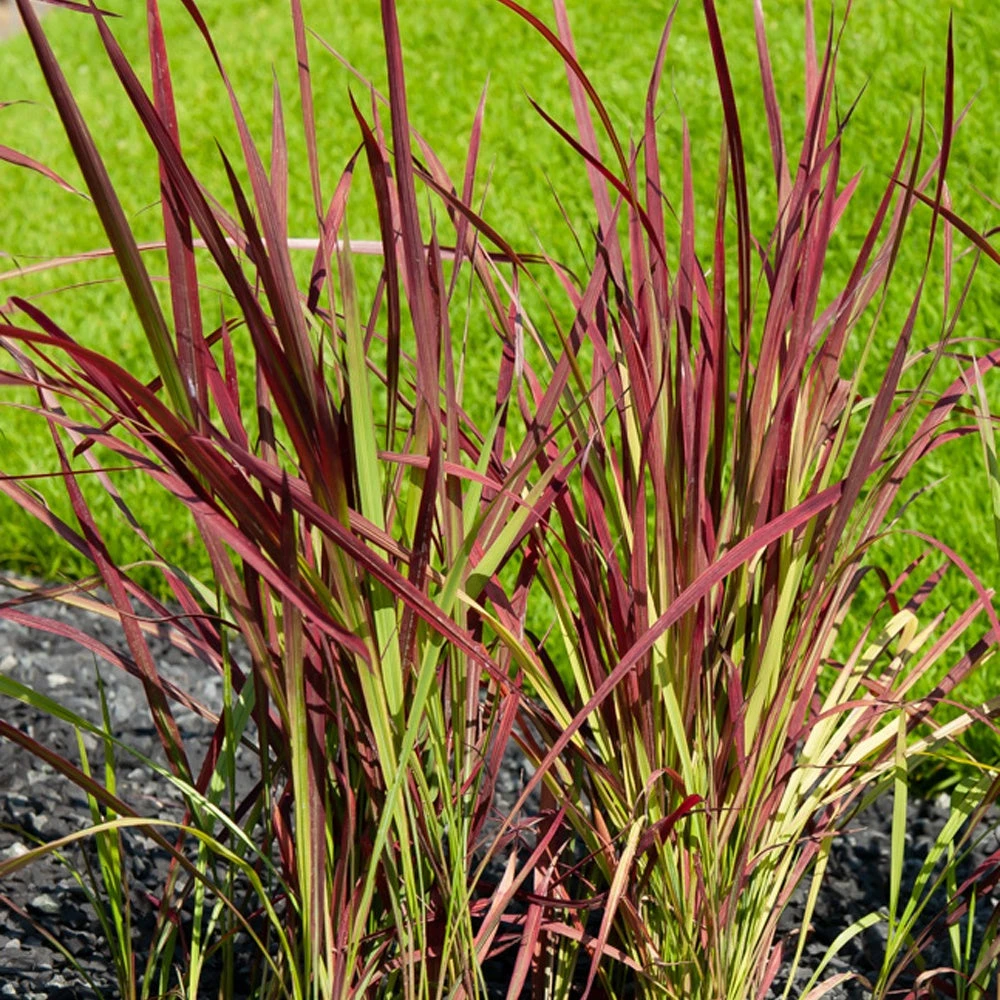Herbe De Sang Red Baron 3 Herbe De Sang Red Baron
