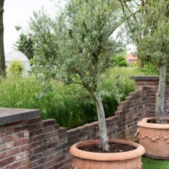 Olivier Grand Sujet 7 Olivier Grand Sujet -France Fournitures De Jardin Soldes 2024 hor 112174 3