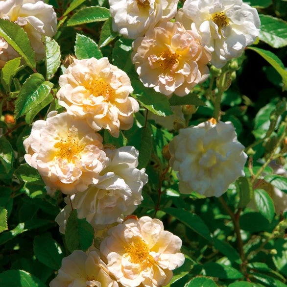 Rosier Ghislaine De Féligonde 3 Rosier Ghislaine De Féligonde