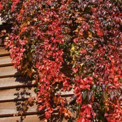 Vigne Vierge -France Fournitures De Jardin Soldes 2024 hor 25971 6