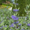 Caryopteris Heavenly Blue 2 Caryopteris Heavenly Blue -France Fournitures De Jardin Soldes 2024 hor 44237 6 1700230791450