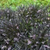 Ophiopogon Noir Niger 1 Ophiopogon Noir Niger -France Fournitures De Jardin Soldes 2024 hor 44676 3