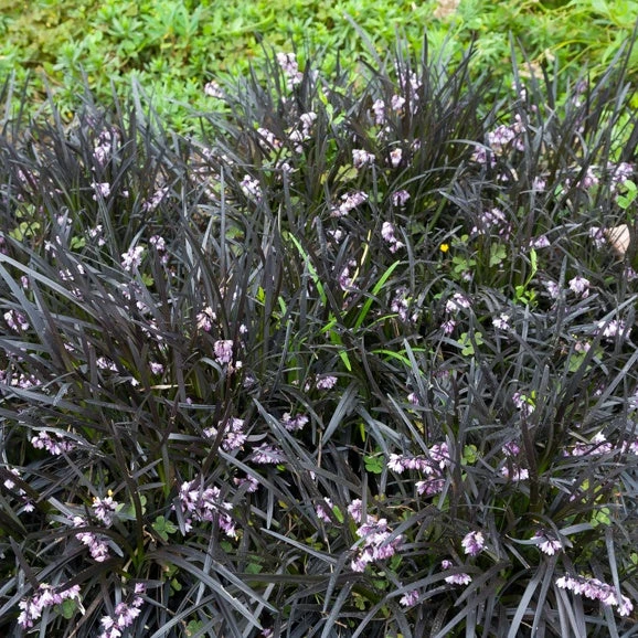 Ophiopogon Noir Niger 3 Ophiopogon Noir Niger