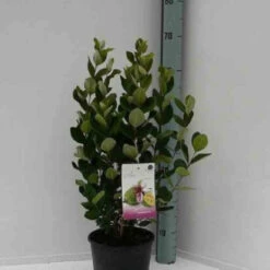 Goyavier Du Bresil 16 Goyavier Du Bresil -France Fournitures De Jardin Soldes 2024 jar 105475 1