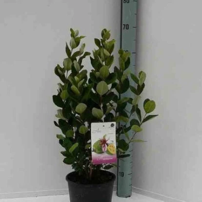 Goyavier Du Bresil 8 Goyavier Du Bresil – Image 6