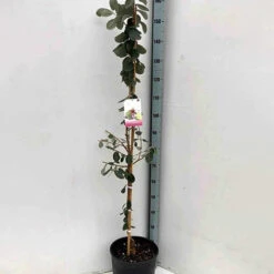 Goyavier Du Bresil 17 Goyavier Du Bresil -France Fournitures De Jardin Soldes 2024 jar 105475 2