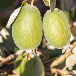 Goyavier Du Bresil 14 Goyavier Du Bresil -France Fournitures De Jardin Soldes 2024 jar 105475 4