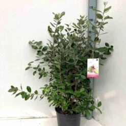 Goyavier Du Bresil 15 Goyavier Du Bresil -France Fournitures De Jardin Soldes 2024 jar 105475 5